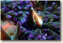 fish hiding in sea anemone